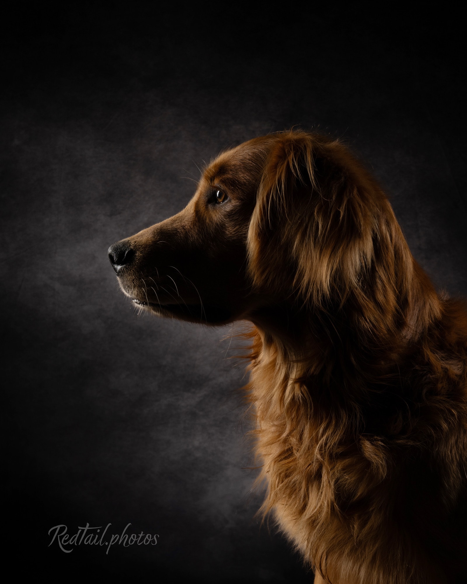 Odin — Sire at Glenmac Goldens