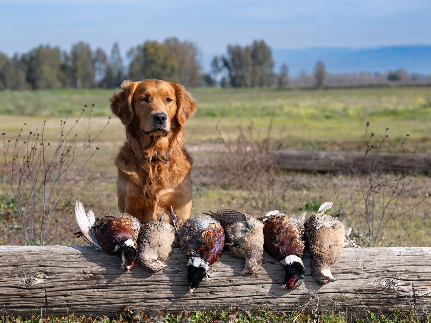 Odin at Glenmac Goldens
