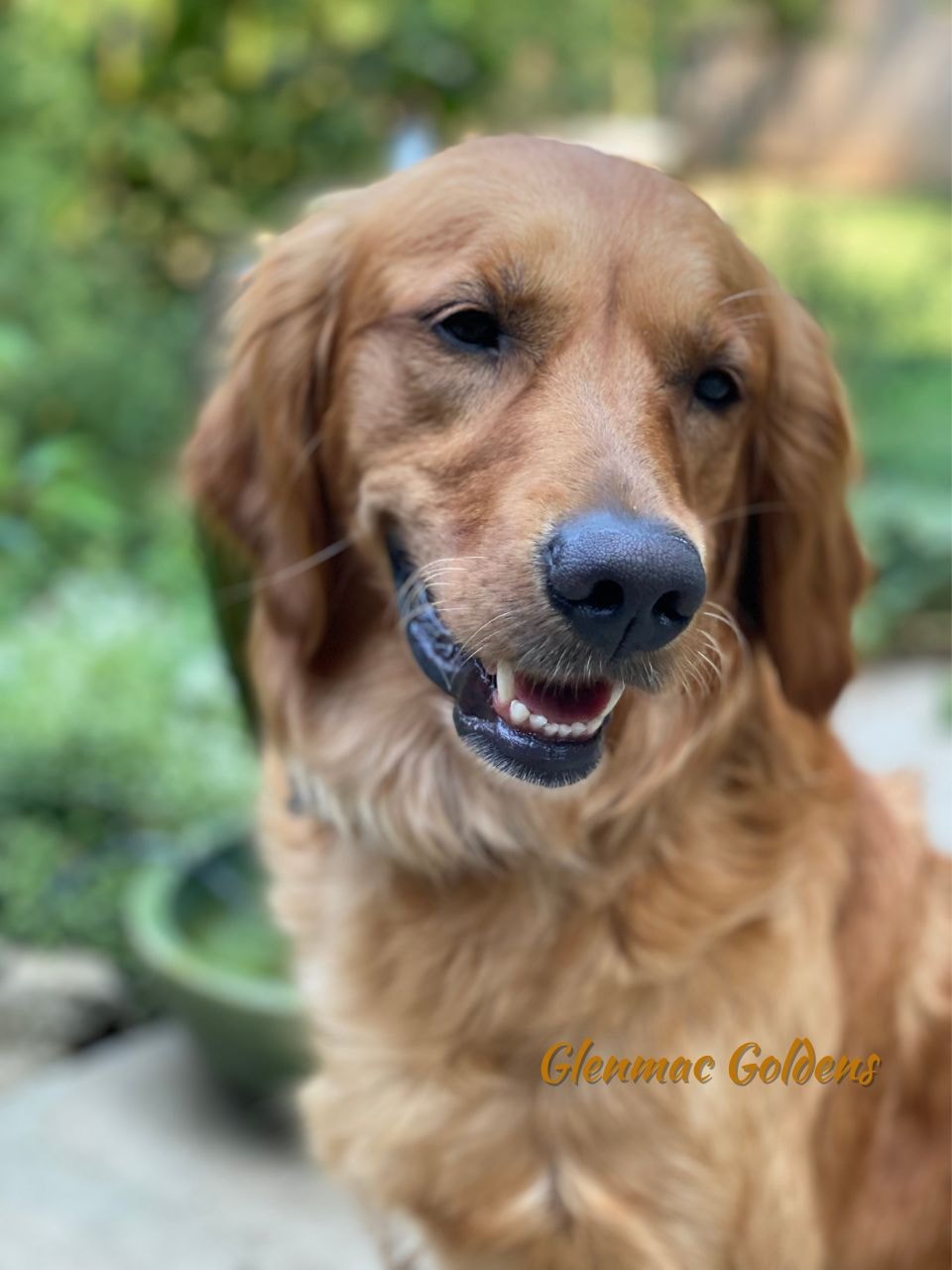 Annie Oakley — Dam at Glenmac Goldens