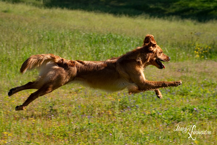 Annie Oakley at Glenmac Goldens