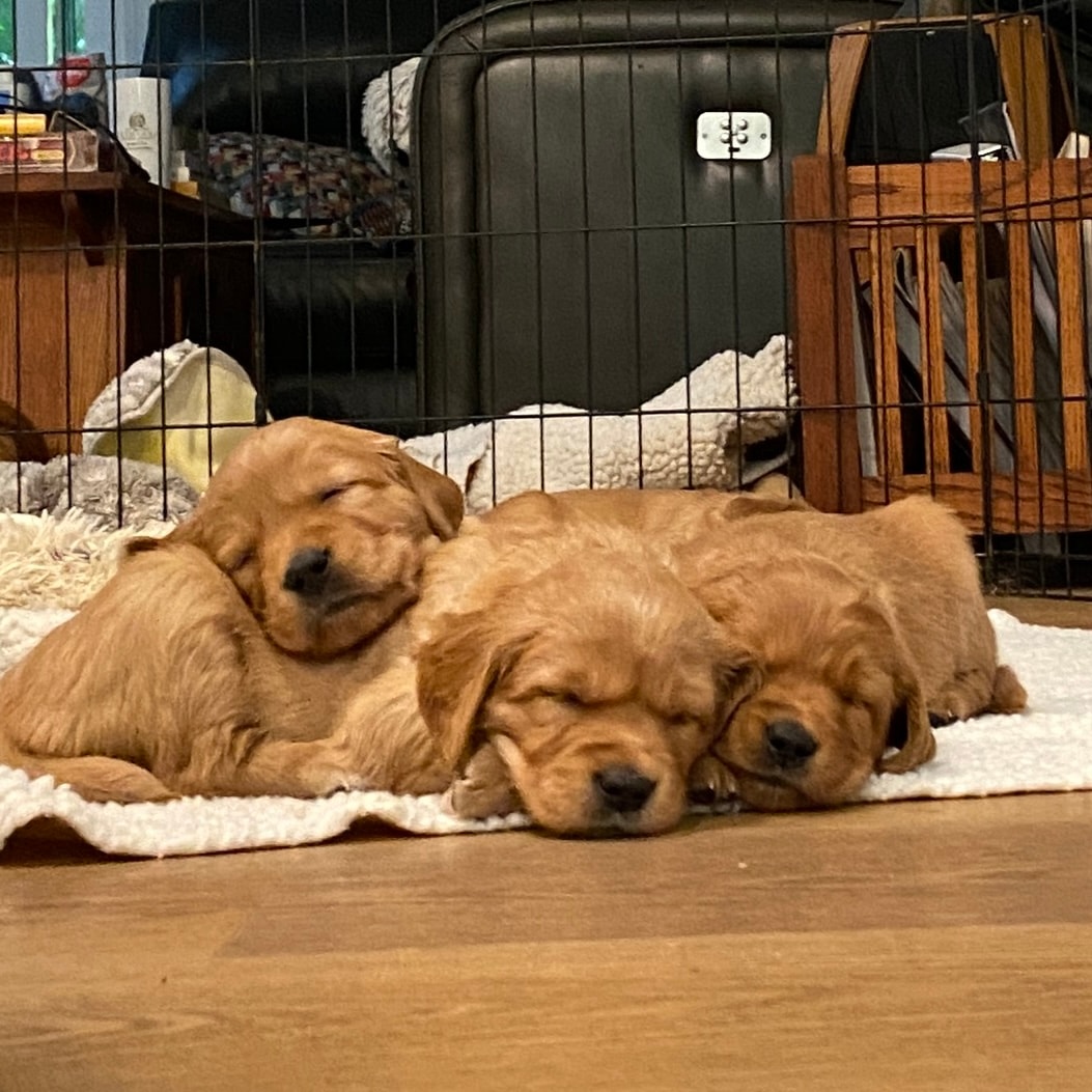 Summer 2026 Litter
"Celebration"